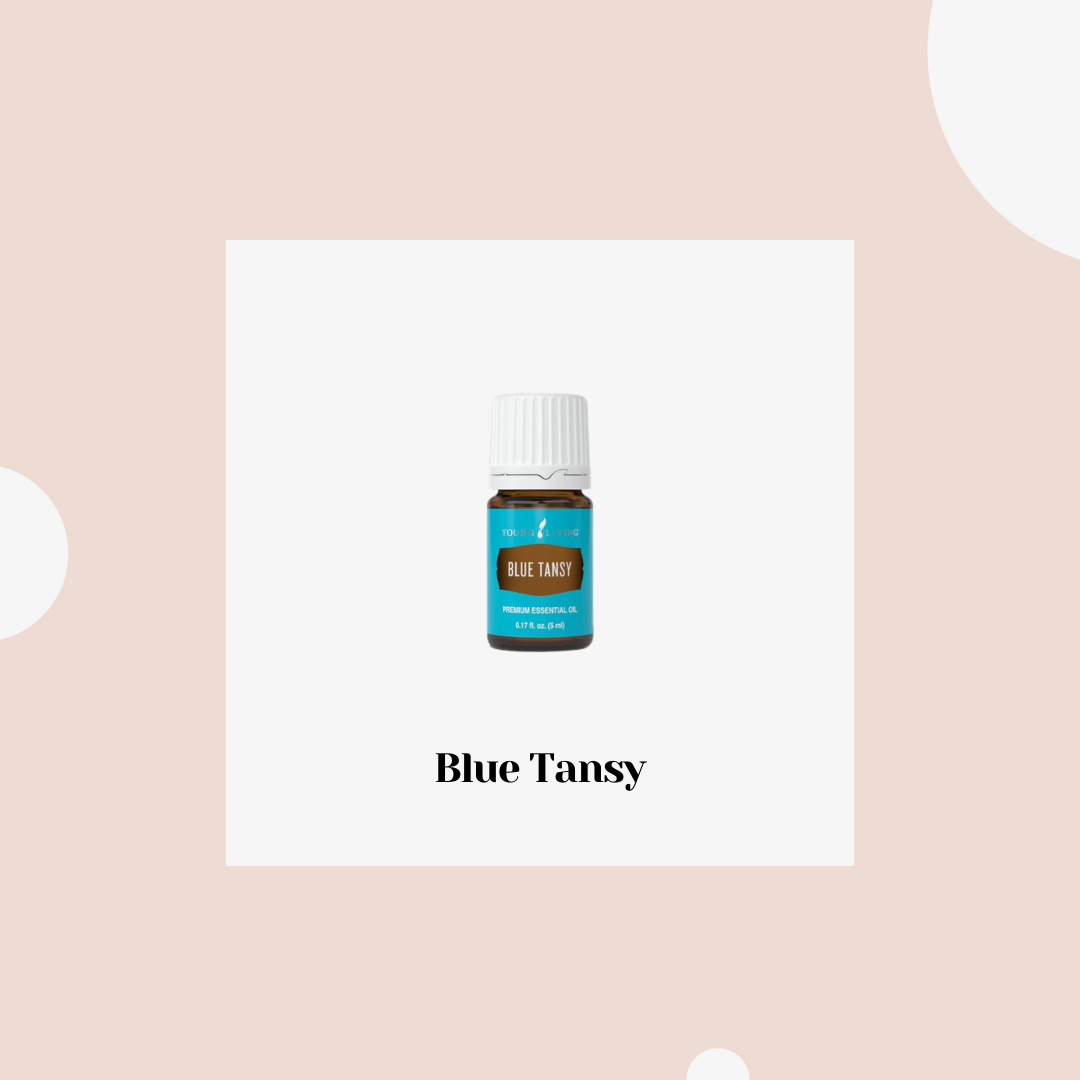 Blue Tansy – tanazceto azul