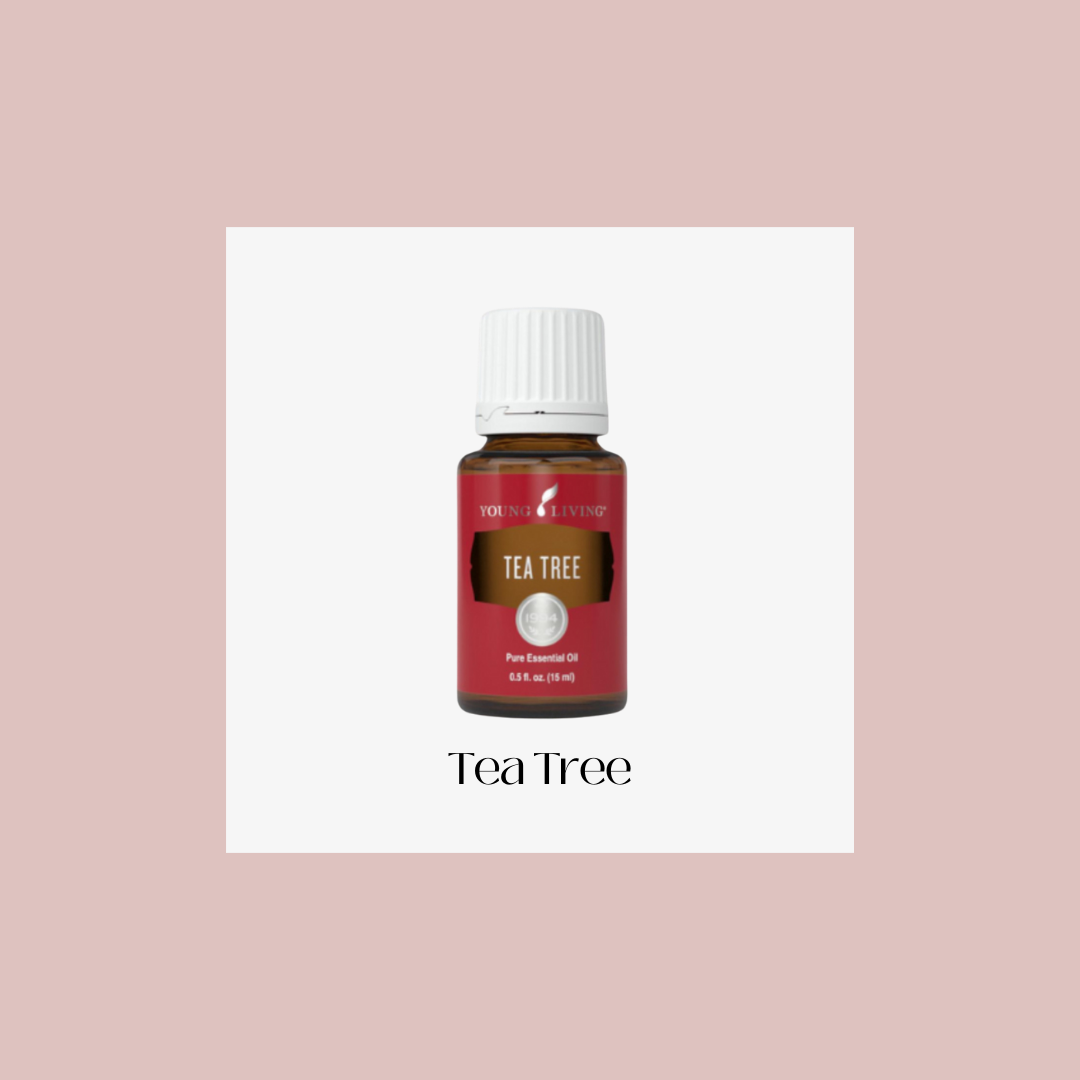 Tea Tree – árbol de té